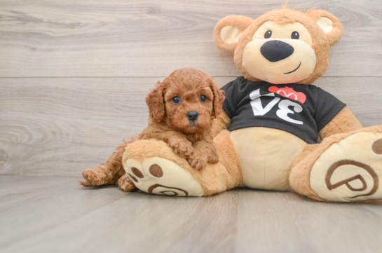 Cavapoo Puppy for Adoption