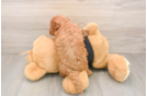 Hypoallergenic Cavadoodle Poodle Mix Puppy