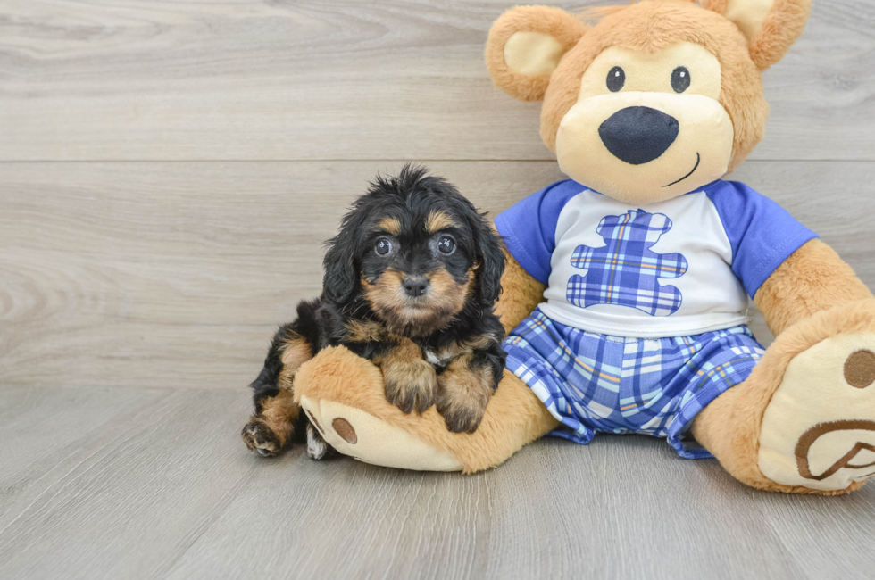 7 week old Cavapoo Puppy For Sale - Simply Southern Pups