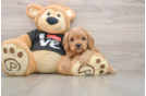 Cavapoo Puppy for Adoption