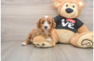 Small Cavapoo Baby
