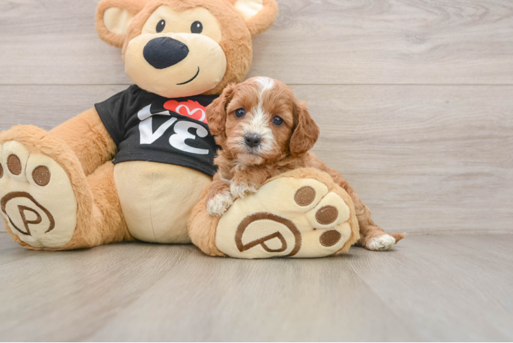 Best Cavapoo Baby