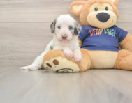 7 week old Cavapoo Puppy For Sale - Simply Southern Pups