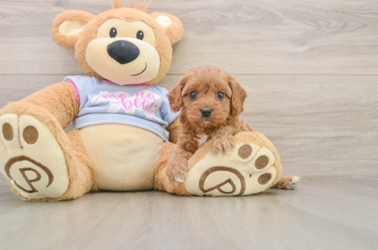 Sweet Cavapoo Baby
