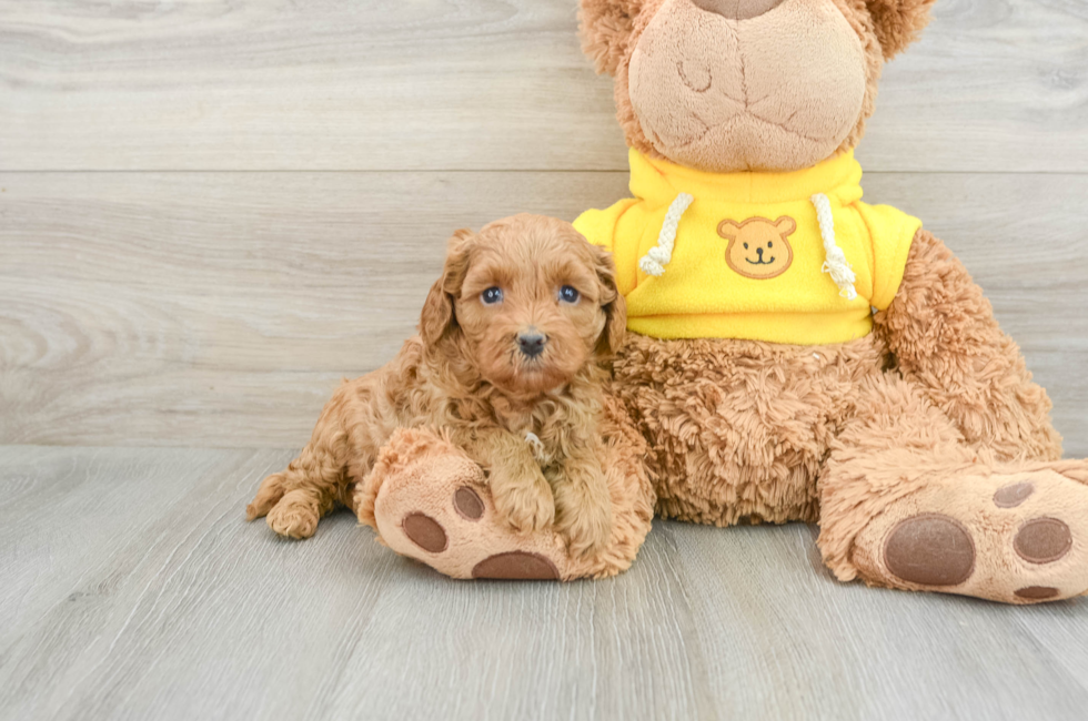 5 week old Cavapoo Puppy For Sale - Simply Southern Pups