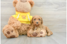 Best Cavapoo Baby