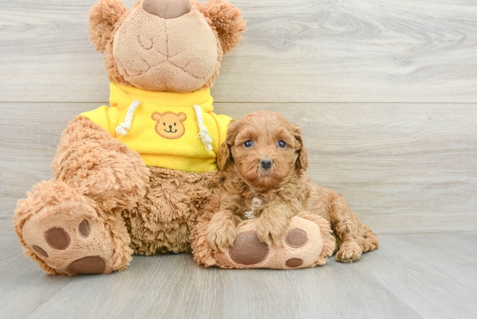 Best Cavapoo Baby