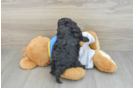 Cavapoo Puppy for Adoption