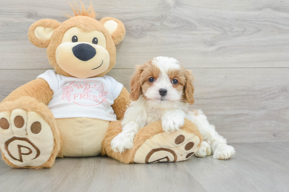 8 week old Cavapoo Puppy For Sale - Simply Southern Pups