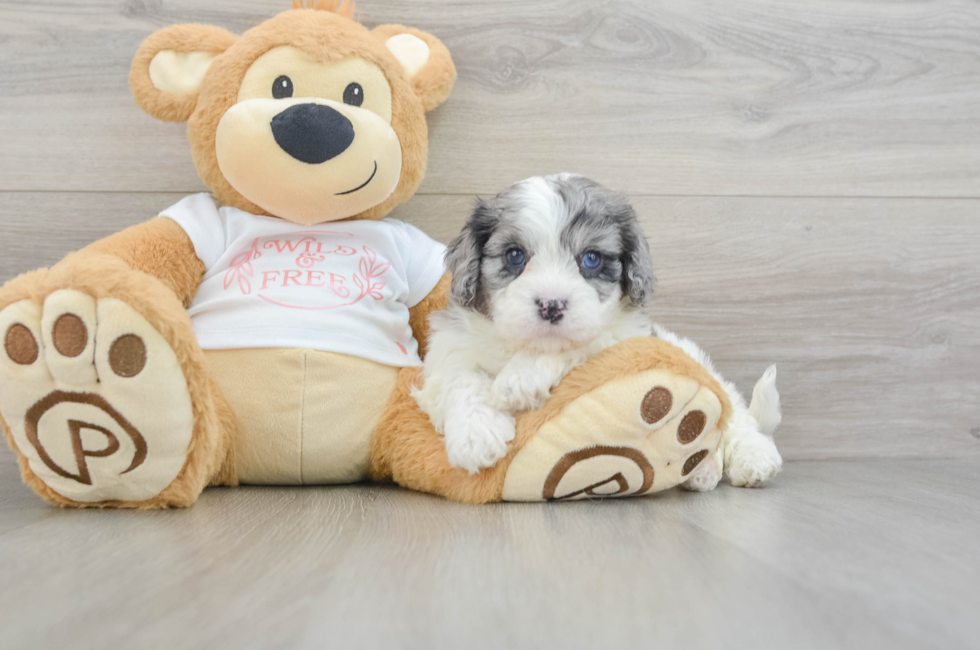 6 week old Cavapoo Puppy For Sale - Simply Southern Pups