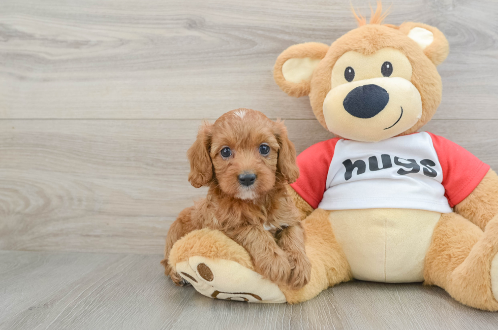 7 week old Cavapoo Puppy For Sale - Simply Southern Pups