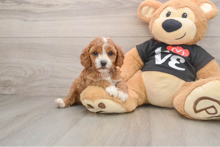Little Cavipoo Poodle Mix Puppy