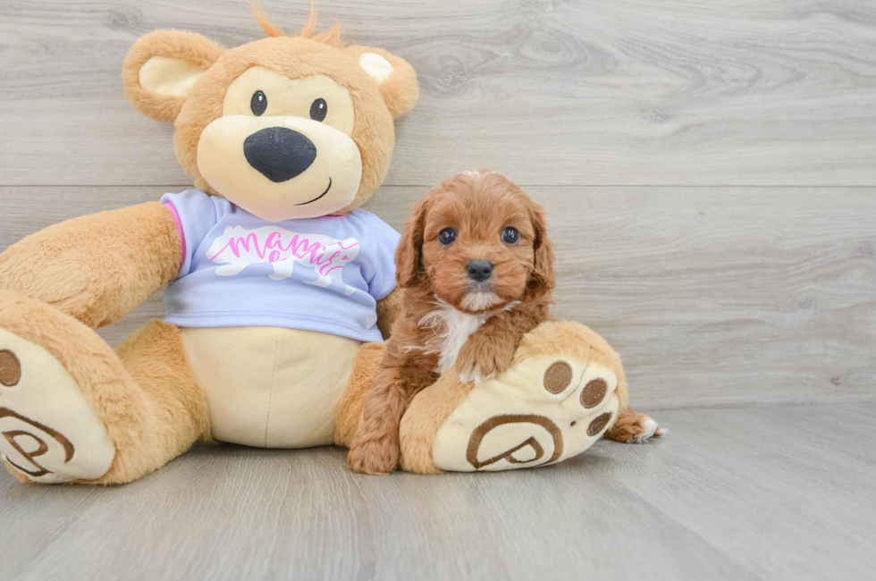 5 week old Cavapoo Puppy For Sale - Simply Southern Pups