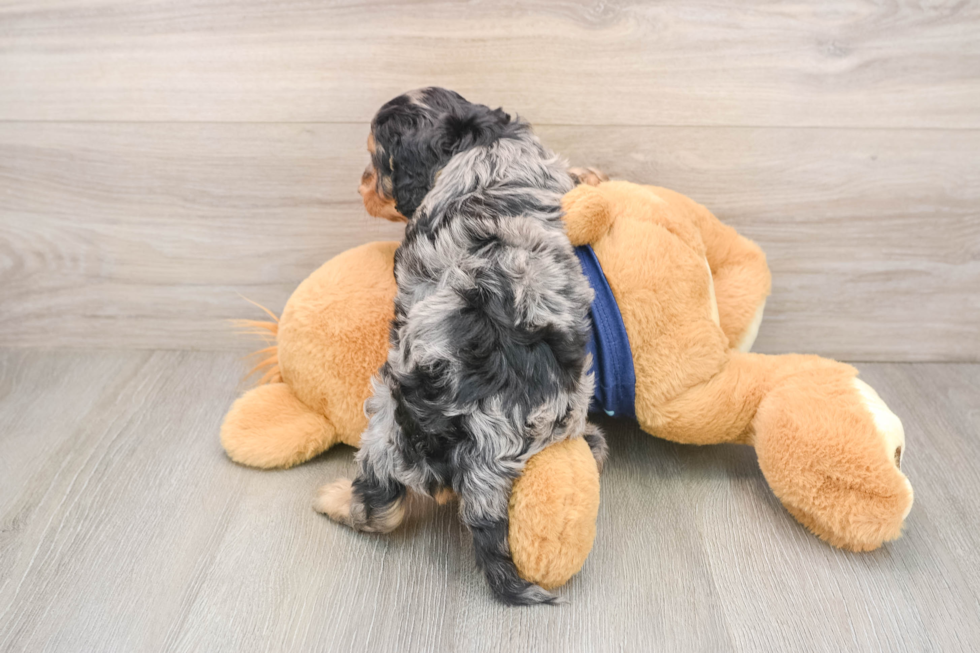 Petite Cavapoo Poodle Mix Pup