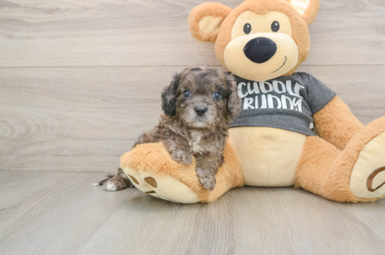 Small Cavapoo Baby