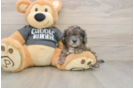 Petite Cavapoo Poodle Mix Pup