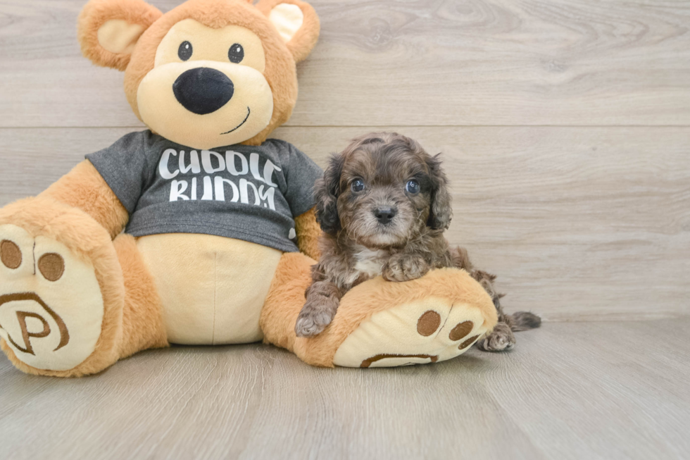 Petite Cavapoo Poodle Mix Pup