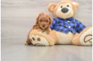Funny Cavapoo Poodle Mix Pup