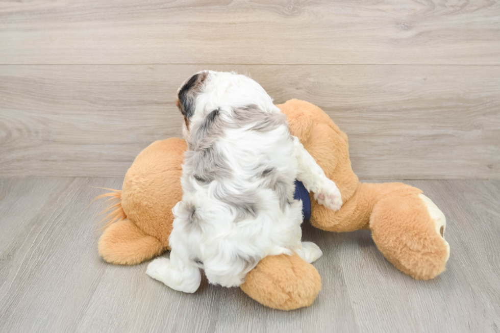 Cavapoo Pup Being Cute