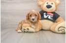 Energetic Cavoodle Poodle Mix Puppy