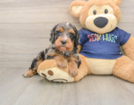 7 week old Cavapoo Puppy For Sale - Simply Southern Pups