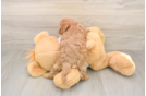 Petite Cavapoo Poodle Mix Pup