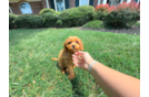 Cavapoo Pup Being Cute