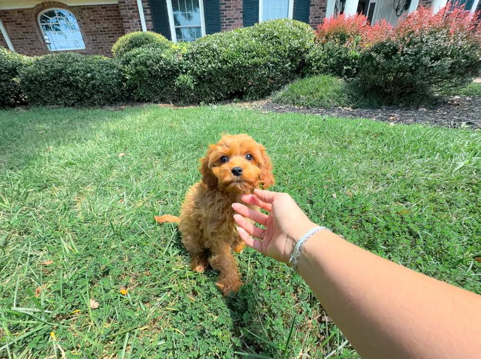 Cavapoo Pup Being Cute