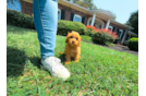 Cavapoo Puppy for Adoption