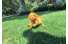 Cavapoo Pup Being Cute
