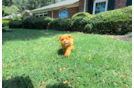 Cute Cavalier King Charles Spaniel and Poodle Mix Poodle Mix Puppy