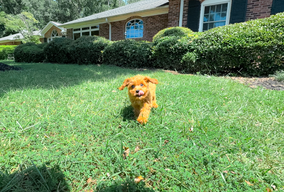 Cute Cavalier King Charles Spaniel and Poodle Mix Poodle Mix Puppy