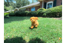 Cavapoo Puppy for Adoption