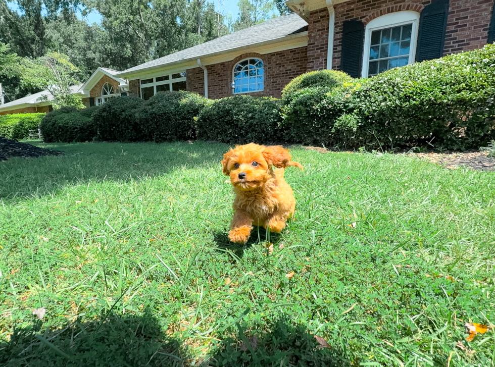 Cavapoo Puppy for Adoption