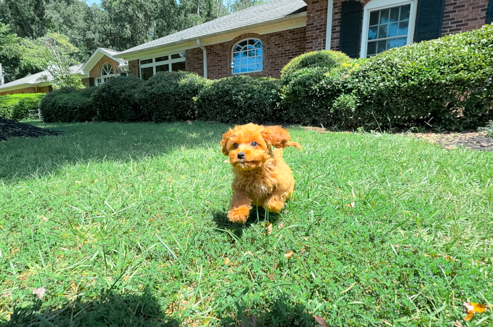 12 week old Cavapoo Puppy For Sale - Simply Southern Pups