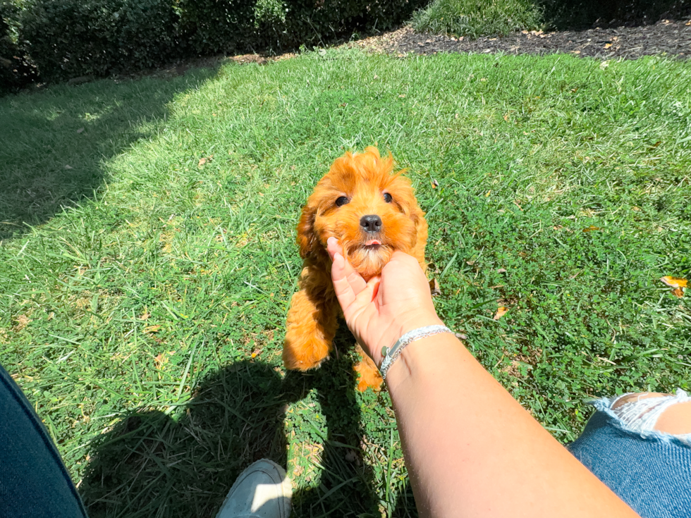 Cute Cavadoodle Poodle Mix Puppy