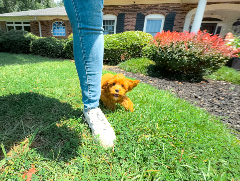 Cavapoo Puppy for Adoption