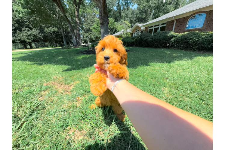 Best Cavapoo Baby
