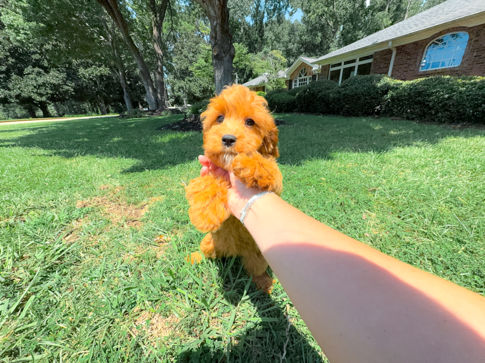 Best Cavapoo Baby