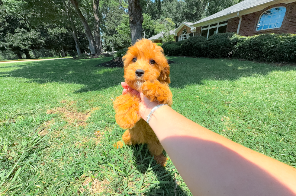 12 week old Cavapoo Puppy For Sale - Simply Southern Pups