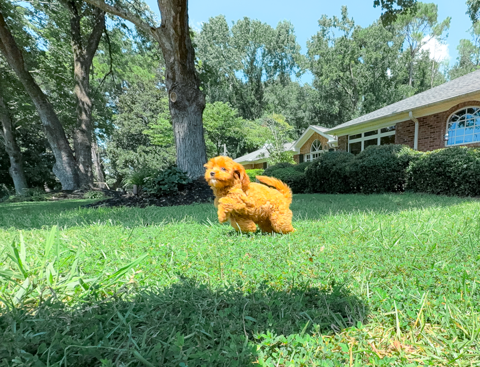 Cute Cavapoo Poodle Mix Pup