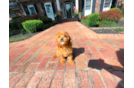 Cute Cavapoodle Poodle Mix Puppy