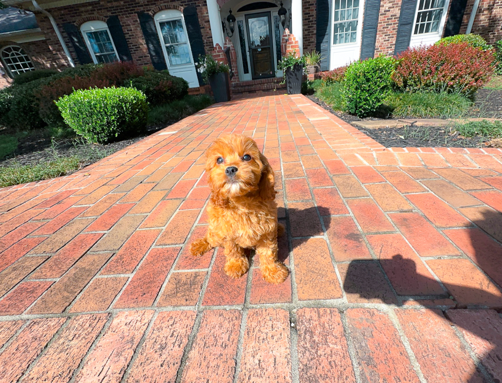 Cute Cavapoodle Poodle Mix Puppy