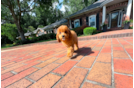 Cute Cavapoodle Poodle Mix Puppy