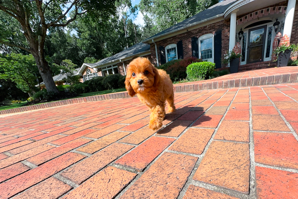Cute Cavapoodle Poodle Mix Puppy