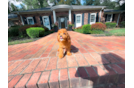 Cute Cavapoo Poodle Mix Pup