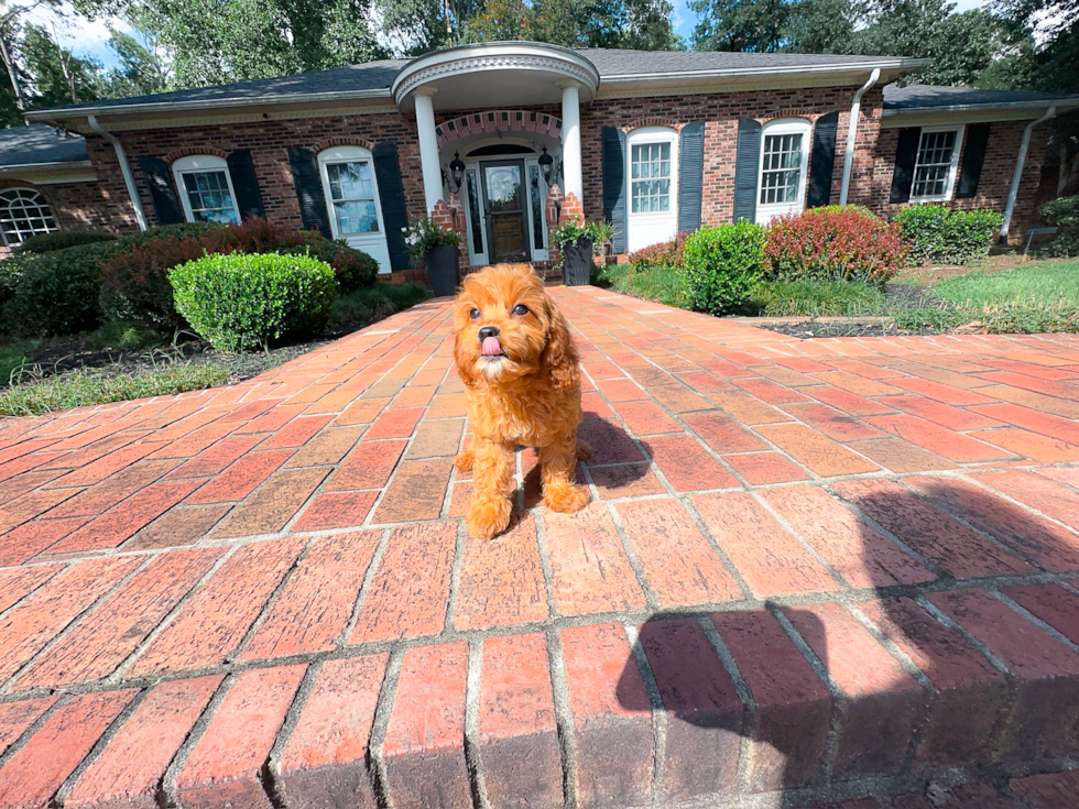 Cute Cavapoo Poodle Mix Pup