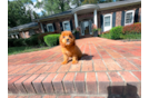 Cavapoo Pup Being Cute