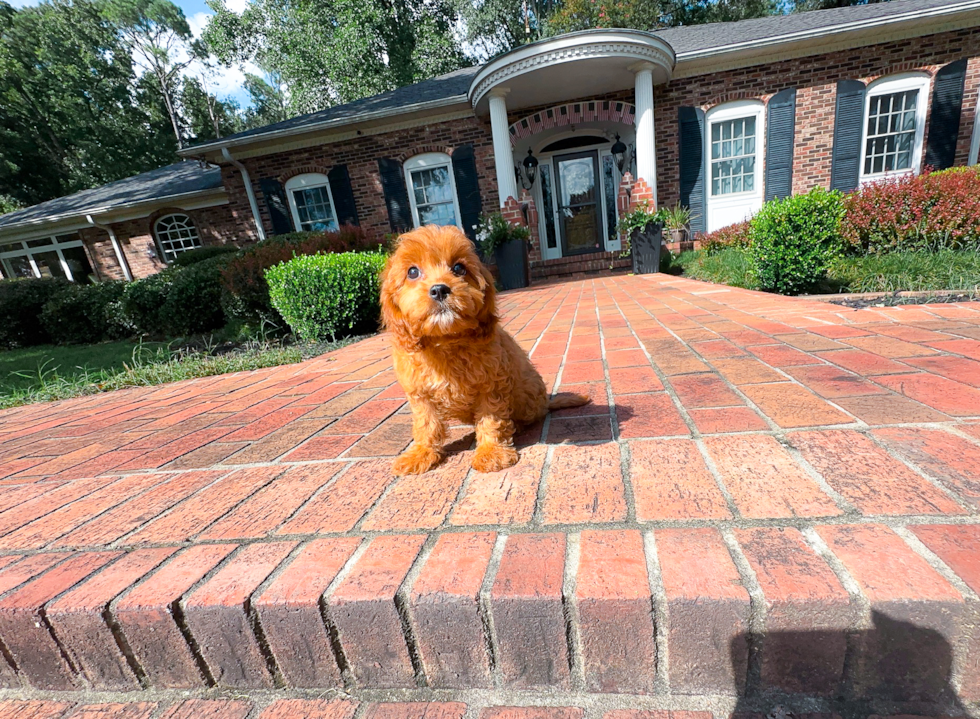 Cavapoo Pup Being Cute