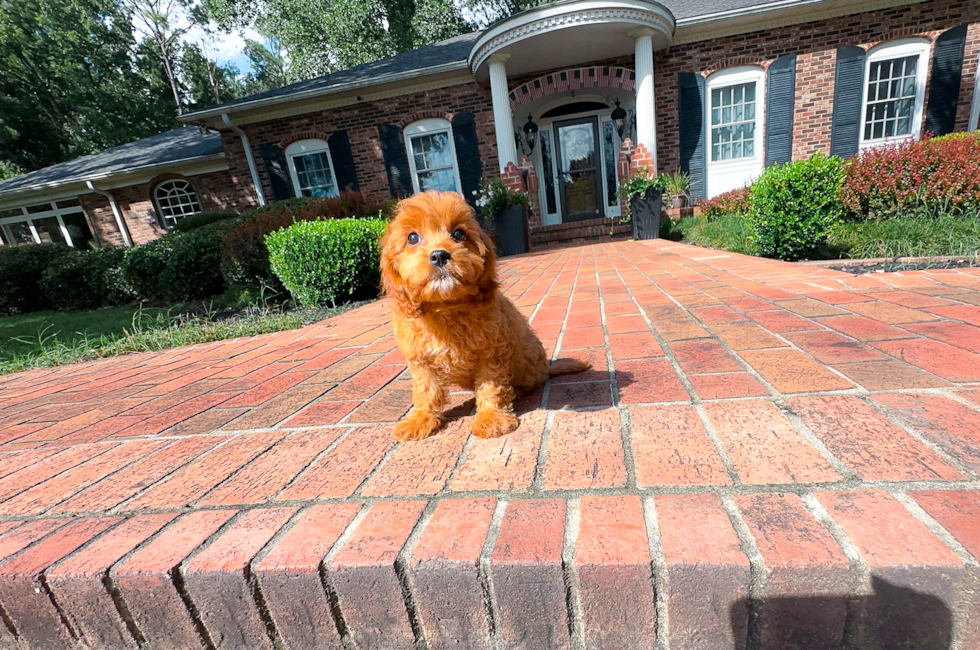 12 week old Cavapoo Puppy For Sale - Simply Southern Pups